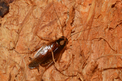 Hemithyrsocera tawitawiensis