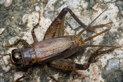 Loxoblemmus equestris