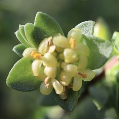 Pimelea serpyllifolia serpyllifolia
