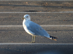 Larus delawarensis