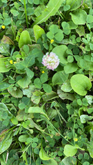 Trifolium hybridum
