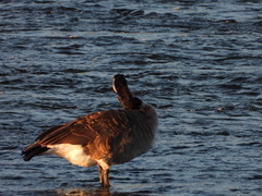 Branta canadensis