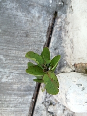 Porophyllum punctatum