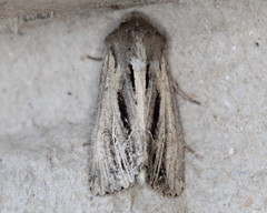 Resapamea stipata
