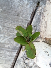 Porophyllum punctatum