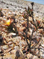 Mesembryanthemum nitidum