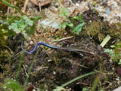 Plestiodon japonicus