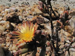 Mesembryanthemum nitidum