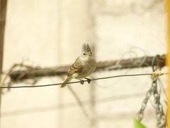 Camptostoma obsoletum