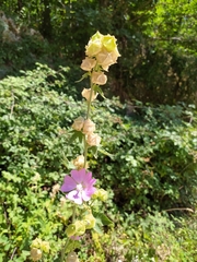 Malva thuringiaca