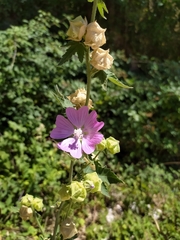 Malva thuringiaca