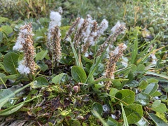Salix arctophila