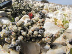 Salsoloideae