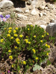 Rhodiola quadrifida