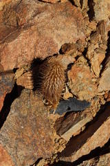 Acanthopsis disperma