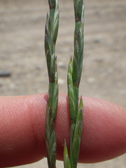 Pseudoroegneria spicata inermis