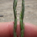 Beardless Wheatgrass - Photo (c) Matt Lavin, some rights reserved (CC BY-SA)