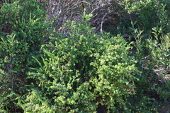 Pimelea serpyllifolia serpyllifolia