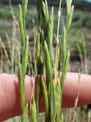 Pseudoroegneria spicata inermis