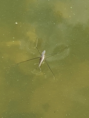 Gerridae