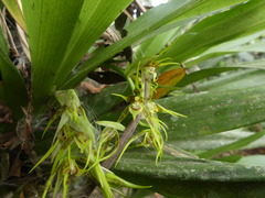 Brassia