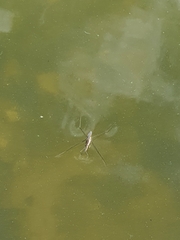 Gerridae