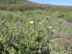 Aspalathus latifolia