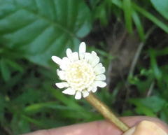 Gerbera cordata