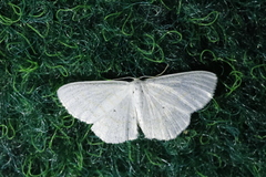 Scopula caricaria