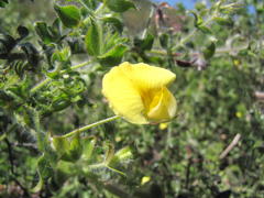 Aspalathus latifolia