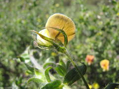 Aspalathus latifolia