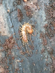 Lithobius variegatus