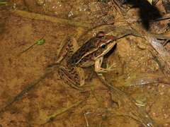 Lithobates taylori
