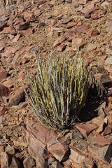 Kleinia longiflora