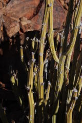 Kleinia longiflora