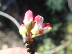 Adenandra brachyphylla