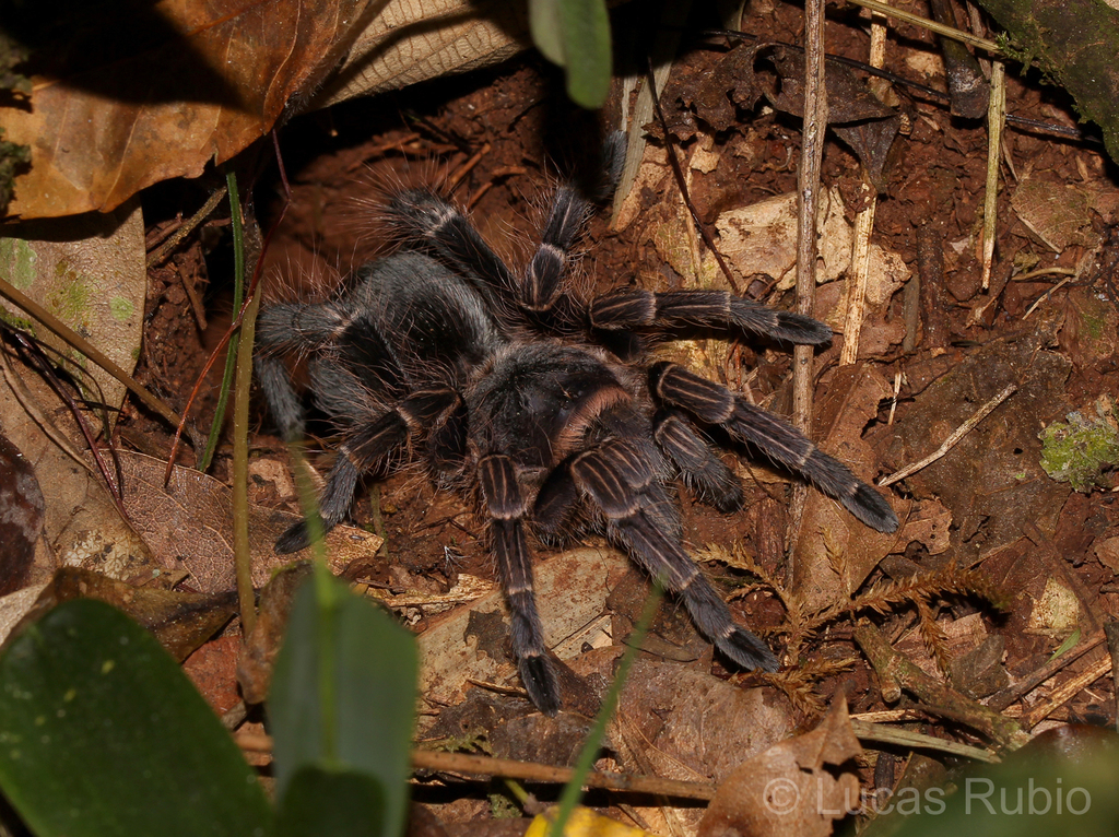 Eupalaestrus crassimetatarsis