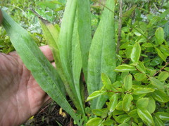 Scorzonera glabra