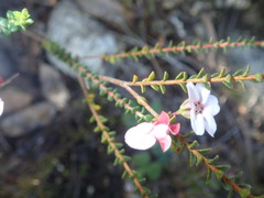 Adenandra brachyphylla