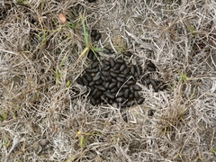 Raphicerus melanotis