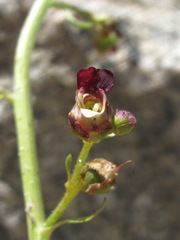 Scrophularia olympica