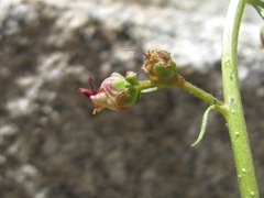 Scrophularia olympica