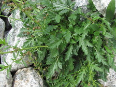 Scrophularia olympica