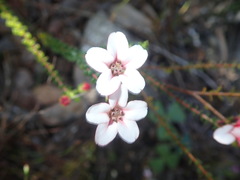 Adenandra brachyphylla