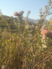Leucospermum wittebergense