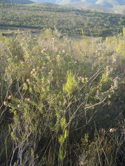 Leucospermum wittebergense