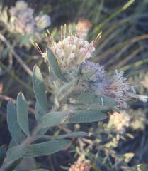 Leucospermum wittebergense