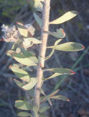 Leucospermum wittebergense