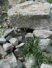 Scrophularia olympica