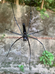 Nephila pilipes